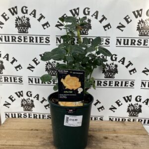 Rose Bush Floribunda Arthur Bell