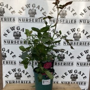 Rose Bush Floribunda Ebb Tide