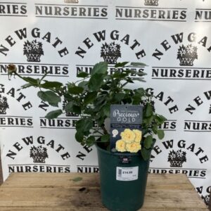 Rose Bush Floribunda Precious Gold