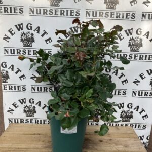 Rose Bush Ballerina