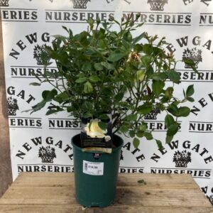 Rose Bush Floribunda Golden Memories