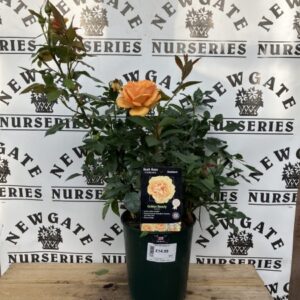 Rose Bush Floribunda Golden Beauty