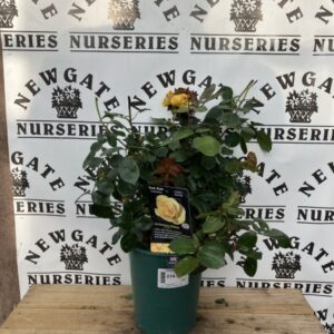Rose Bush Floribunda Anniversary Wishes