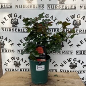 Rose Bush Floribunda For you with love