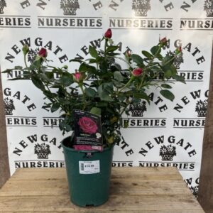 Rose Bush Floribunda Belle Rives