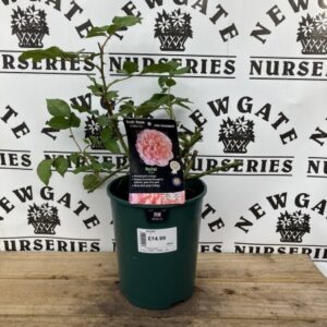 Rose Bush Floribunda Rachel