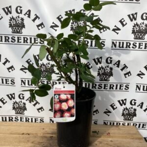 Rose Bush Nostalgia
