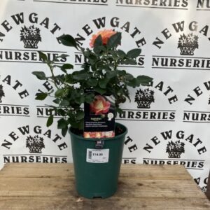 Rose Bush Floribunda Inspiration