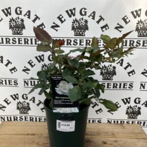 Rose Bush Floribunda Silver Anniversary