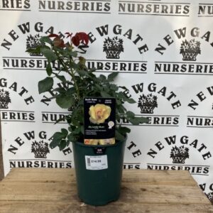 Rose Bush Floribunda My Lovely Mum