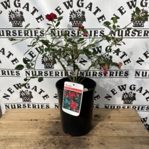 Rose Bush Little Buckaroo