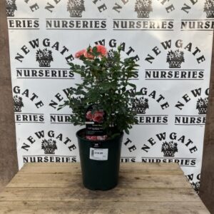 Rose Bush Floribunda Sweet Wonder