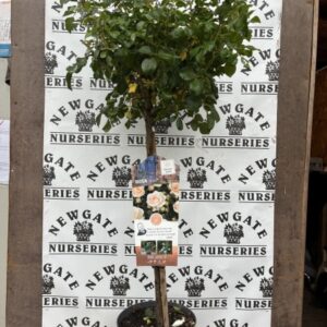 Rose Tree Sirius