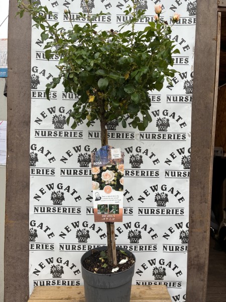 Rose Tree Sirius