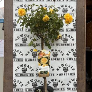 Rose Tree Sunmaid
