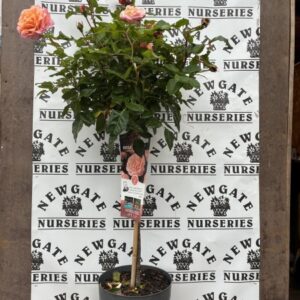 Rose Tree Augusta Luise