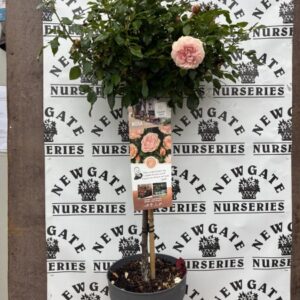 Rose Tree Garden Of Roses