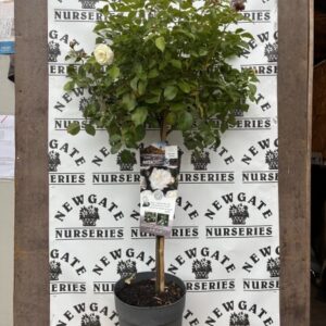 Rose Tree Alabaster