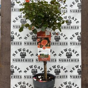 Rose Tree Orange Meilove