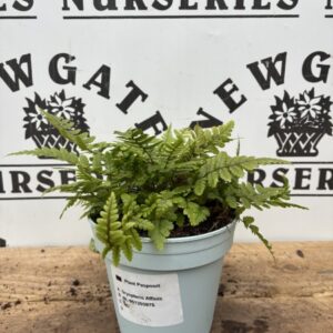 Fern Mix