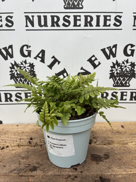 Fern Mix