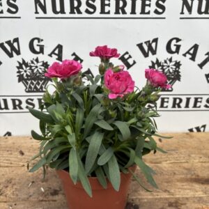 Dianthus Mixed