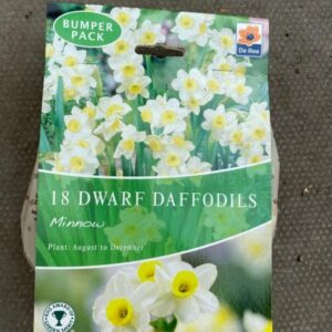 Dwarf Daffodils Mixed 18 per Pack Bumper Pack