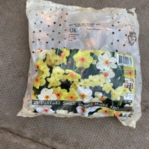Daffodil Small Cupped Mix 25 Per Pack