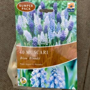 Muscari Blue Bends 40 per Pack Bumper Pack