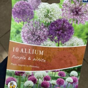 Allium Purple and white 10 per Pack Bumper Pack