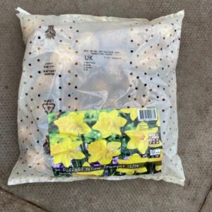 Daffodil Yellow Trumpet 30 Per Pack