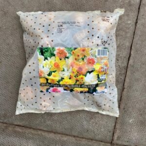 Daffodil Tall Scented Mix 30 Per Pack