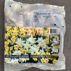 Dwarf Daffodil Scented mix 30 Per Pack