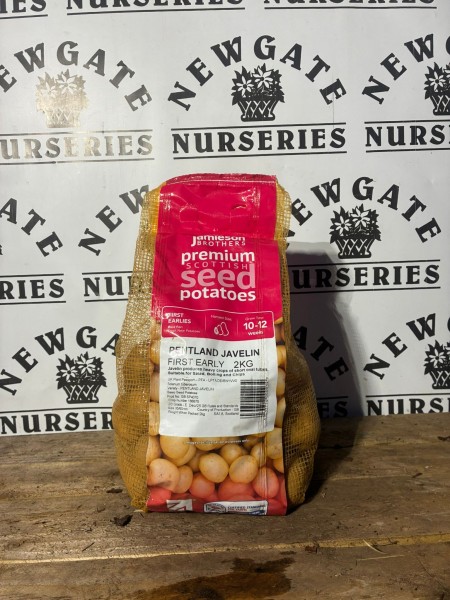 Seed Potatoes First Early Pentland Javelin 2kg