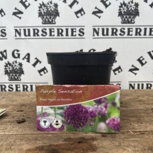 Allium Potted Bulbs 2L Purple Sensation