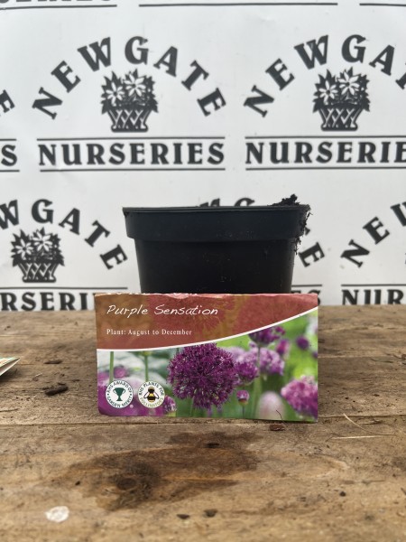 Allium Potted Bulbs 2L Purple Sensation