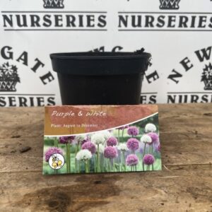 Allium Potted Bulbs 2L Purple & White