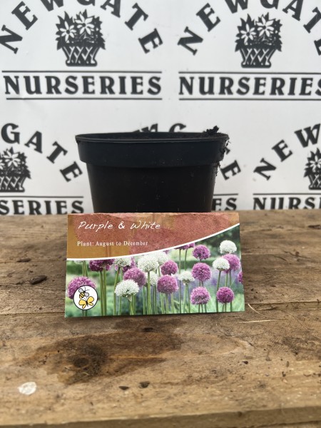 Allium Potted Bulbs 2L Purple & White