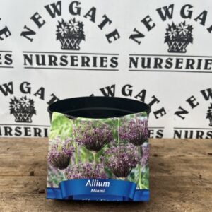 Allium Potted Bulbs 2L Miami