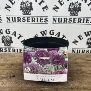Allium Potted Bulbs 2L Sensation Mix