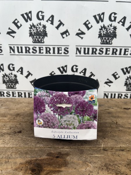 Allium Potted Bulbs 2L Sensation Mix