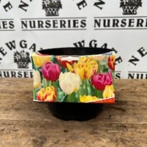 Tulip Double mix Potted 2L