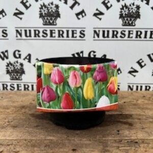 Tulip Tall mix Potted 2L