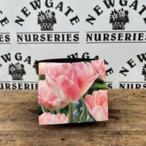 Tulip Upstar Potted 2L