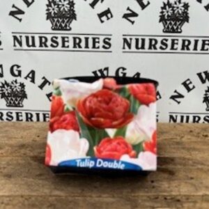 Tulip Double Peony Blend Potted 2L