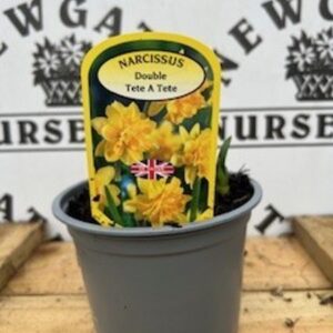 Narcissus Tete a Tete Double Potted Spring Bulb 1l