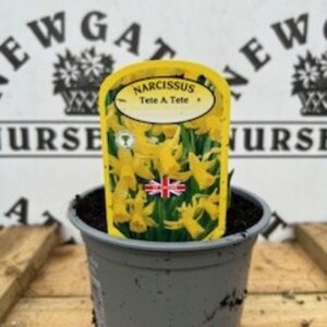 Narcissus Tete a Tete Potted Spring Bulb 1l