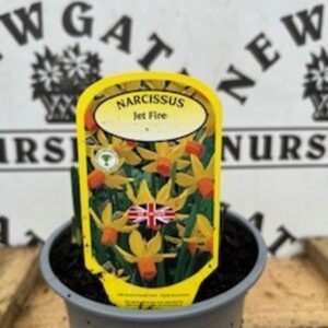 Narcissus Jet Fire Potted Spring Bulb 1l