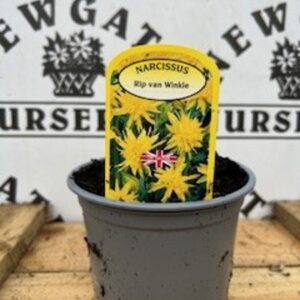 Narcissus Rip Van Winkle Potted Spring Bulb 1l