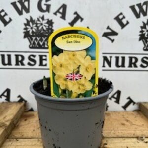 Narcissus Sun Disc Potted Spring Bulb 1l